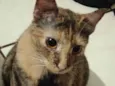 Kiara