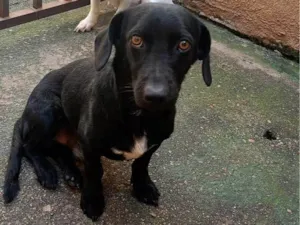 Cachorro raça SRD-ViraLata idade 3 anos nome Niko