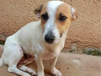 Cachorro raça SRD-ViraLata idade 3 anos nome Nina