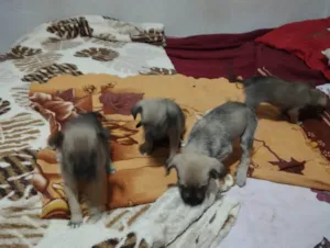 Cachorro raça SRD-ViraLata idade 2 a 6 meses nome filhotinhos