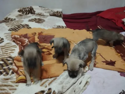 Cachorro raça SRD-ViraLata idade 2 a 6 meses nome filhotinhos