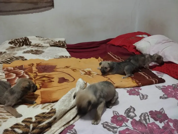 Cachorro ra a SRD-ViraLata idade 2 a 6 meses nome filhotinhos