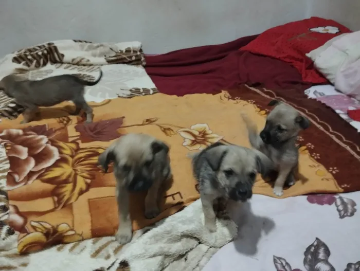Cachorro ra a SRD-ViraLata idade 2 a 6 meses nome filhotinhos