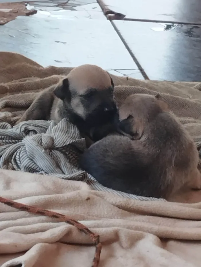 Cachorro ra a SRD-ViraLata idade 2 a 6 meses nome filhotinhos