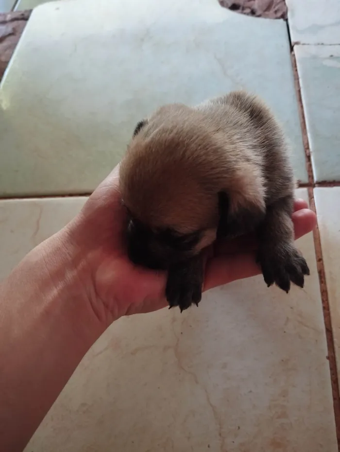 Cachorro ra a SRD-ViraLata idade 2 a 6 meses nome filhotinhos