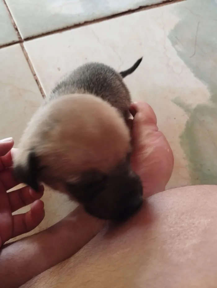 Cachorro ra a SRD-ViraLata idade 2 a 6 meses nome filhotinhos