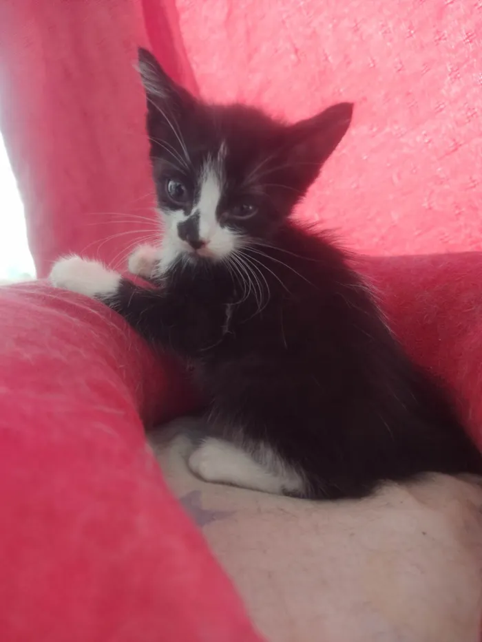 Gato ra a Exótico idade Abaixo de 2 meses nome Alexandre 
