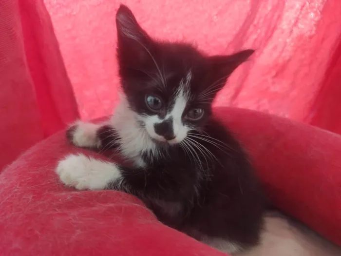 Gato ra a Exótico idade Abaixo de 2 meses nome Alexandre 