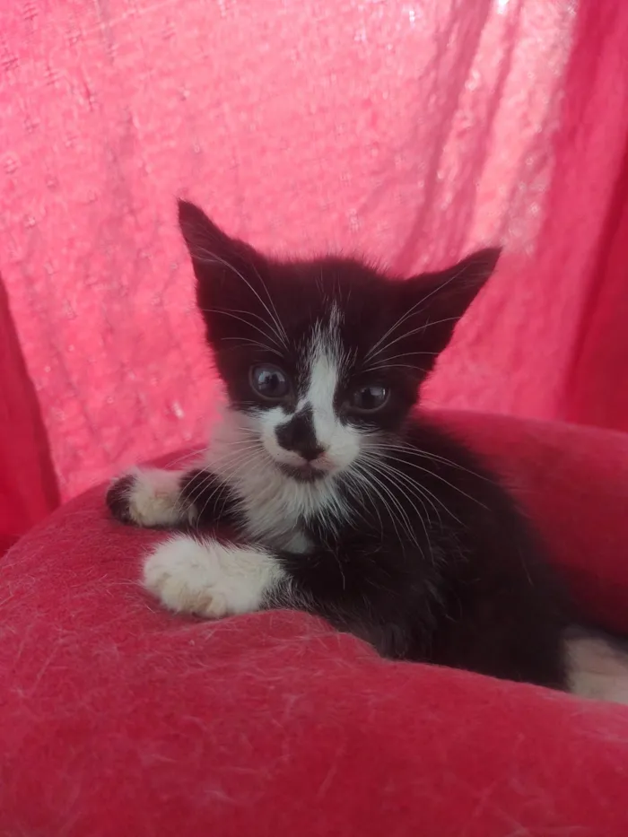 Gato ra a Exótico idade Abaixo de 2 meses nome Alexandre 