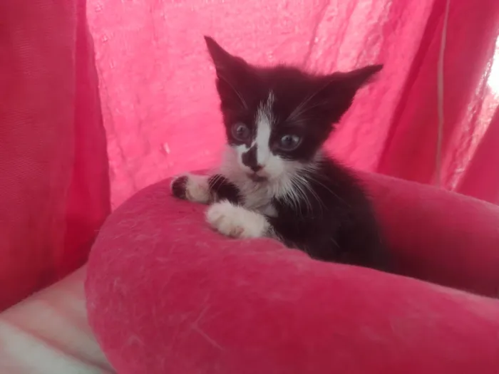 Gato ra a Exótico idade Abaixo de 2 meses nome Alexandre 