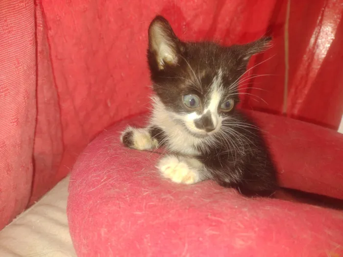Gato ra a Exótico idade Abaixo de 2 meses nome Alexandre 