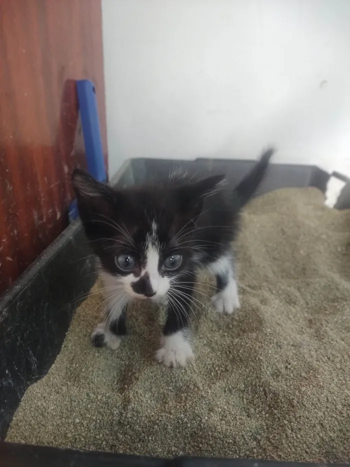 Gato ra a Exótico idade Abaixo de 2 meses nome Alexandre 