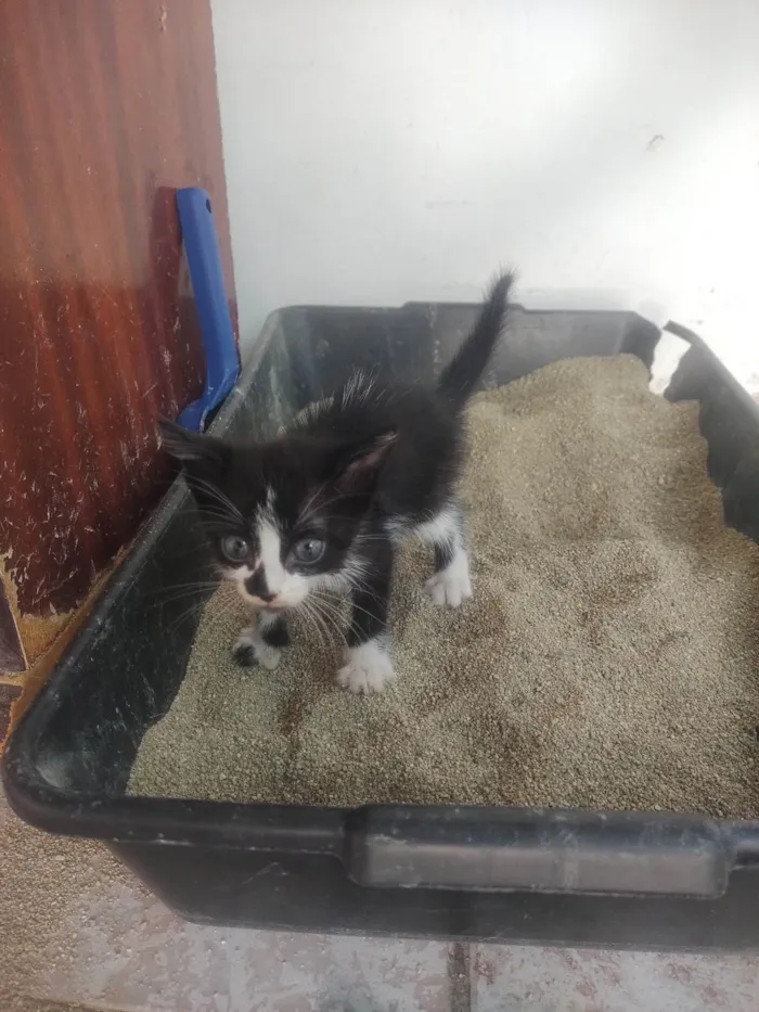 Gato ra a Exótico idade Abaixo de 2 meses nome Alexandre 