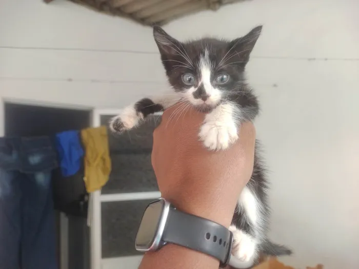 Gato ra a Exótico idade Abaixo de 2 meses nome Alexandre 
