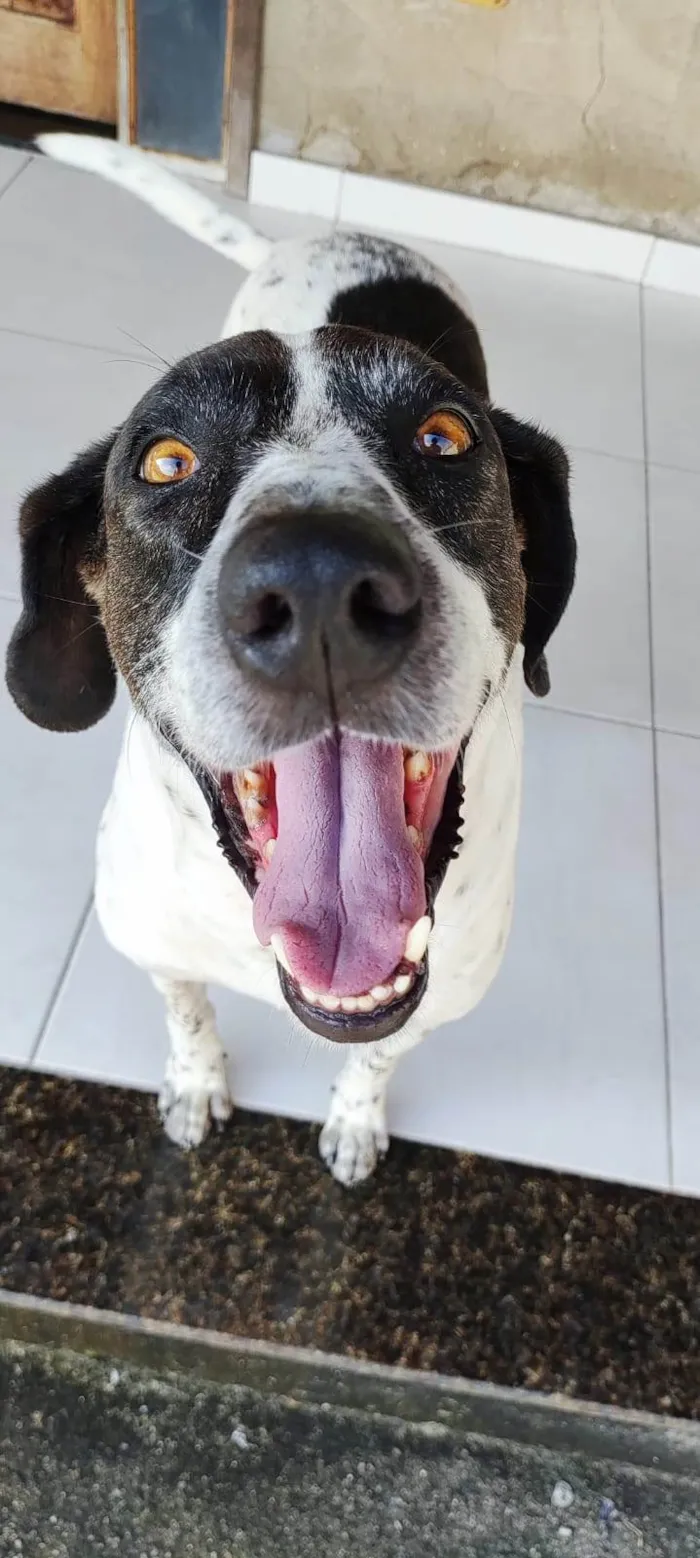 Cachorro ra a SRD-ViraLata idade 6 ou mais anos nome Jake
