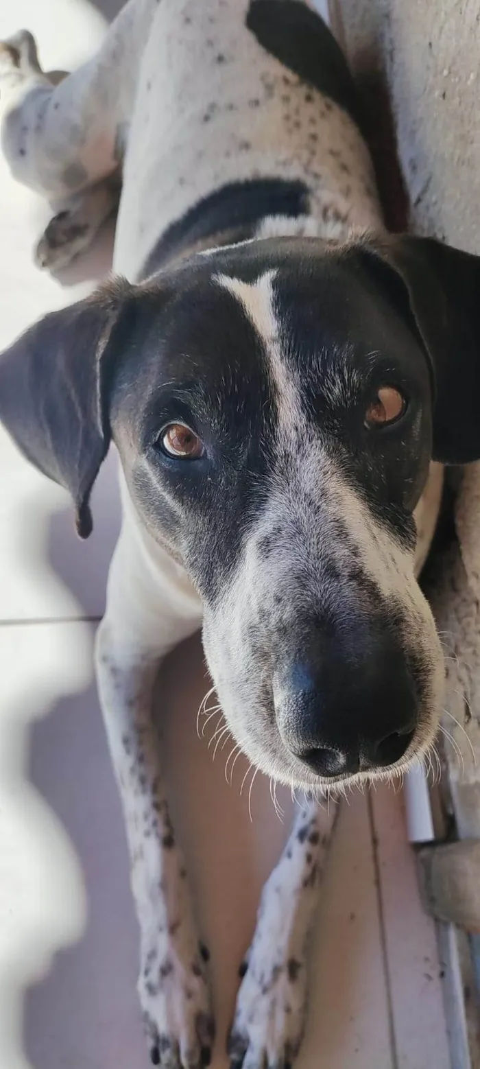 Cachorro ra a SRD-ViraLata idade 6 ou mais anos nome Jake