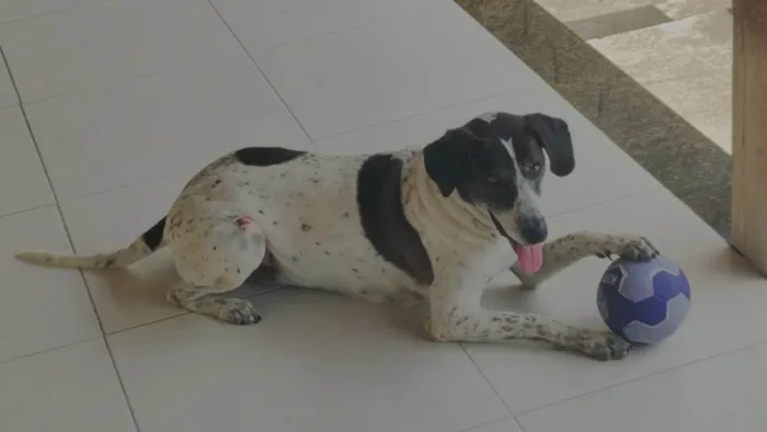 Cachorro ra a SRD-ViraLata idade 6 ou mais anos nome Jake