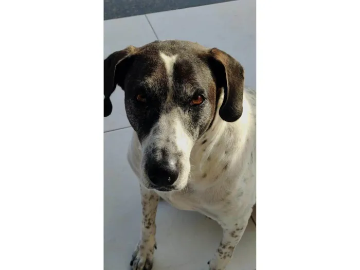 Cachorro ra a SRD-ViraLata idade 6 ou mais anos nome Jake