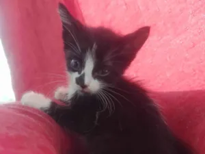 Gato raça Exótico idade Abaixo de 2 meses nome Alexandre 