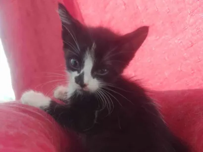 Gato raça Exótico idade Abaixo de 2 meses nome Alexandre 