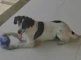 Jake