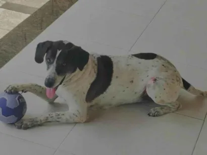 Cachorro raça SRD-ViraLata idade 6 ou mais anos nome Jake