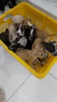 Fofinhos