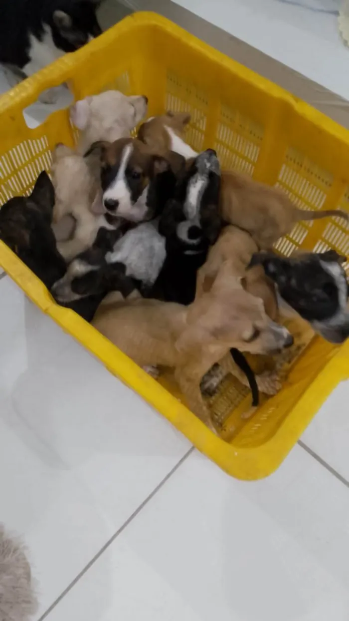 Cachorro ra a SRD-ViraLata idade 2 a 6 meses nome Fofinhos