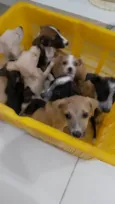 Fofinhos
