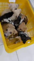 Fofinhos