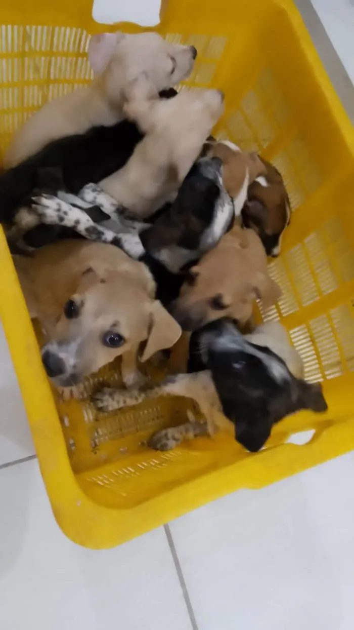 Cachorro ra a SRD-ViraLata idade 2 a 6 meses nome Fofinhos