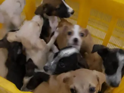 Cachorro raça SRD-ViraLata idade 2 a 6 meses nome Fofinhos