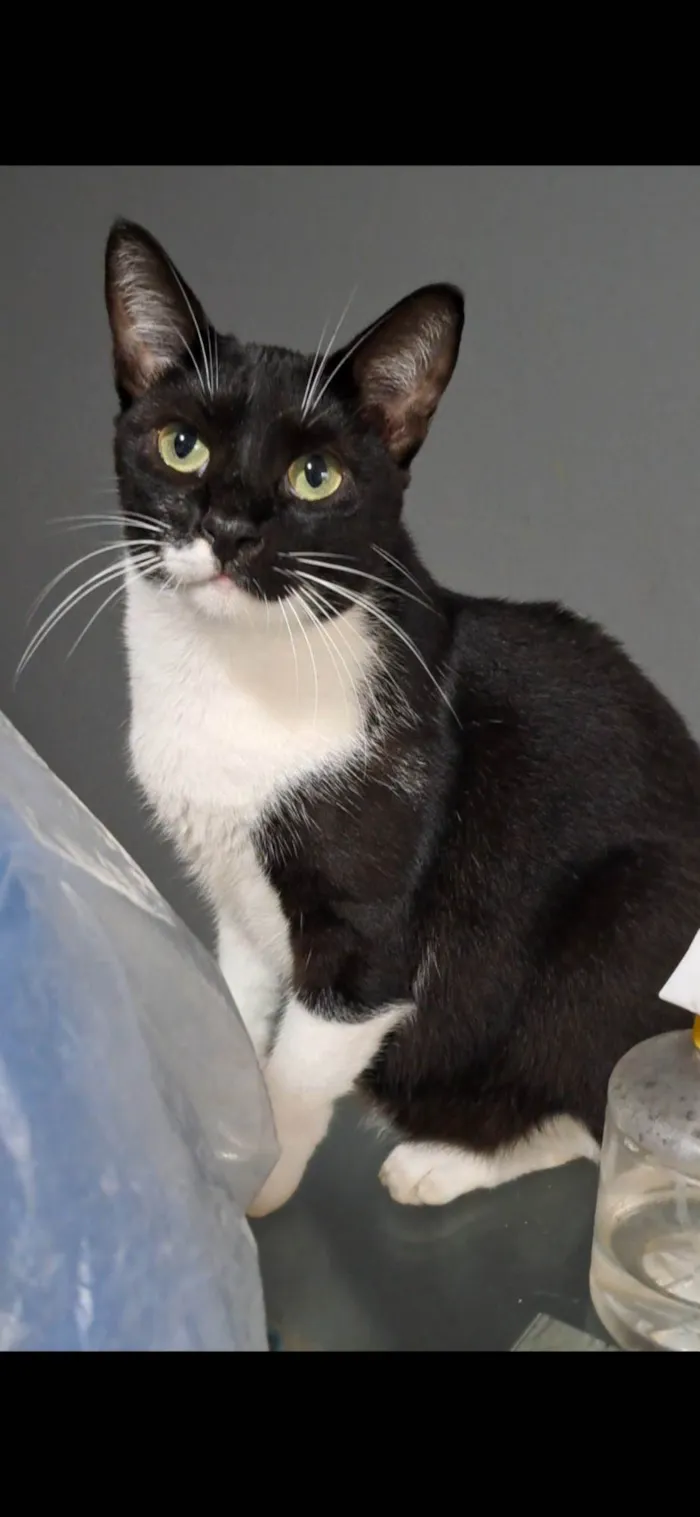 Gato ra a SRD-ViraLata idade 3 anos nome Lord