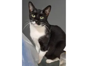 Gato raça SRD-ViraLata idade 3 anos nome Lord