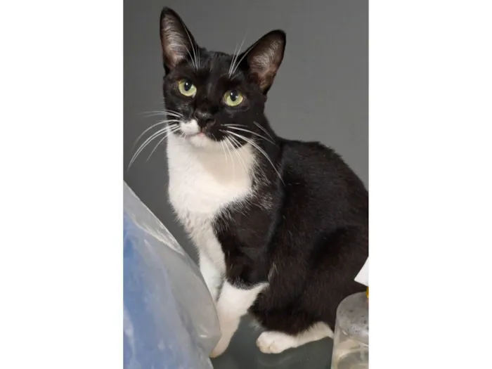 Gato ra a SRD-ViraLata idade 3 anos nome Lord