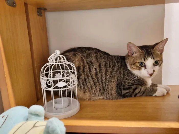 Gato ra a SRD-ViraLata idade 7 a 11 meses nome Theo 