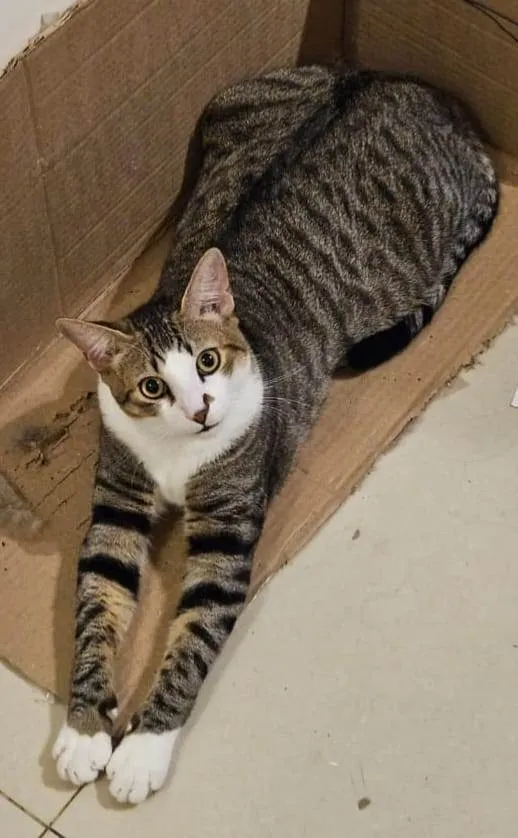 Gato ra a SRD-ViraLata idade 7 a 11 meses nome Theo 