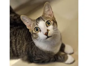 Gato raça SRD-ViraLata idade 7 a 11 meses nome Theo 