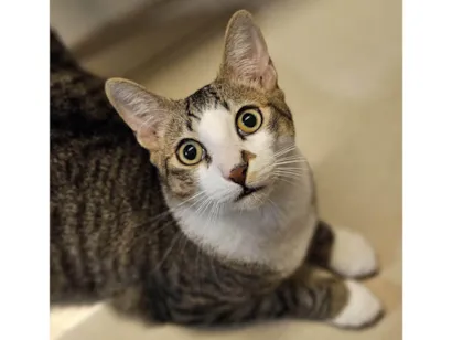 Gato raça SRD-ViraLata idade 7 a 11 meses nome Theo 