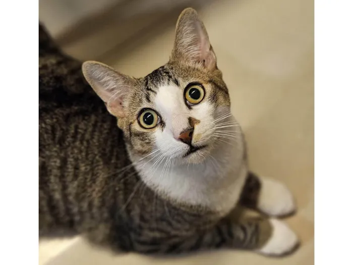 Gato ra a SRD-ViraLata idade 7 a 11 meses nome Theo 