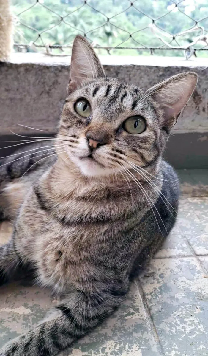 Gato ra a SRD-ViraLata idade 2 anos nome Laurinha