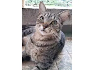 Gato raça SRD-ViraLata idade 2 anos nome Laurinha