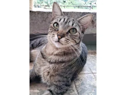 Gato raça SRD-ViraLata idade 2 anos nome Laurinha