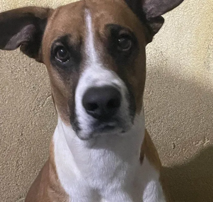Cachorro ra a SRD-ViraLata idade 2 a 6 meses nome Falar com Gizele - Whats 11 96328-4912