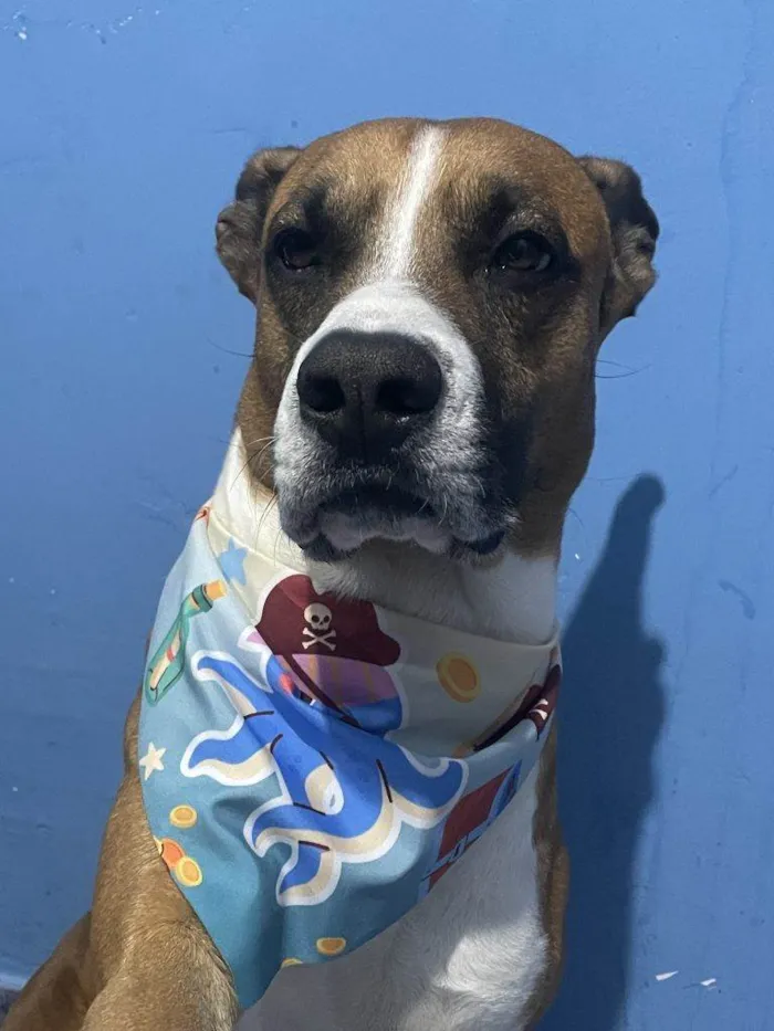 Cachorro ra a SRD-ViraLata idade 2 a 6 meses nome Falar com Gizele - Whats 11 96328-4912