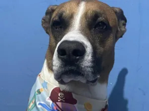 Cachorro raça SRD-ViraLata idade 2 a 6 meses nome Falar com Gizele - Whats 11 96328-4912