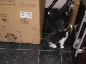 Gato raça SRD-ViraLata idade Abaixo de 2 meses nome Falar com Everli - Whats 11 98932-6454