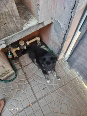 Cachorro raça SRD-ViraLata idade Abaixo de 2 meses nome Falar com Renato - Whats 11 95384-4965
