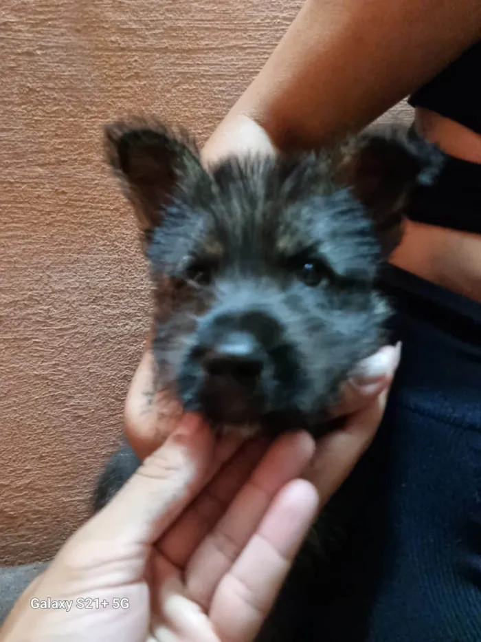 Cachorro ra a SRD-ViraLata idade Abaixo de 2 meses nome Falar com Renato - Whats 11 95384-4965