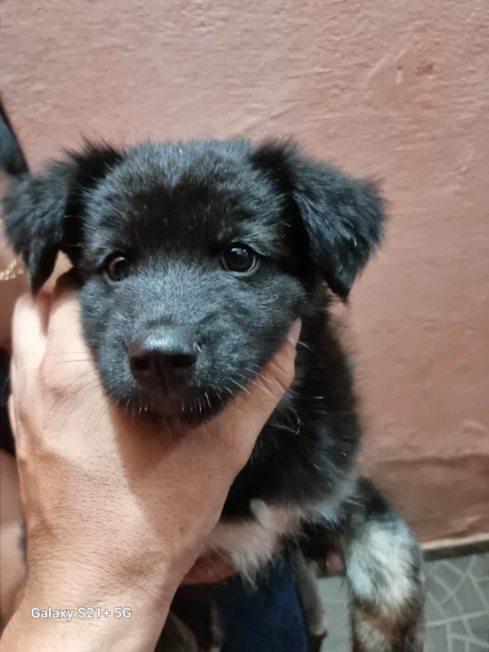 Cachorro ra a SRD-ViraLata idade Abaixo de 2 meses nome Falar com Renato - Whats 11 95384-4965